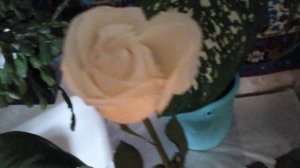 " БЕЛЫЕ РОЗЫ "  ПЕСНЯ  НА  АНГЛИЙСКОМ  ЯЗЫКЕ