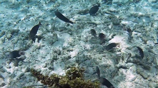 Kempinski Seychelles  Resort - Snorkelling