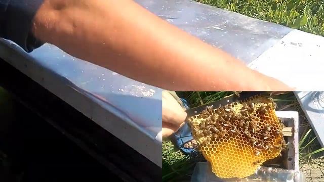 Окрас(экстерьер) пчеломаток карника. смотреть онлайн