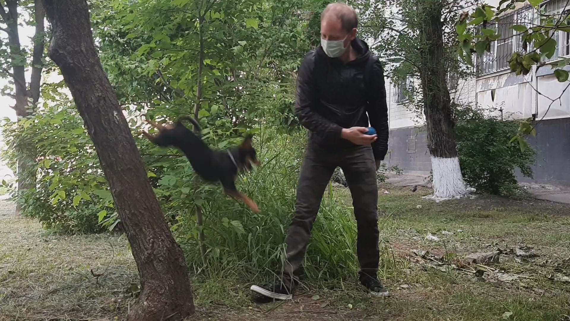 Собачий паркур. Трюк "Вольт" или той терьер выполняет команды смотреть онлайн