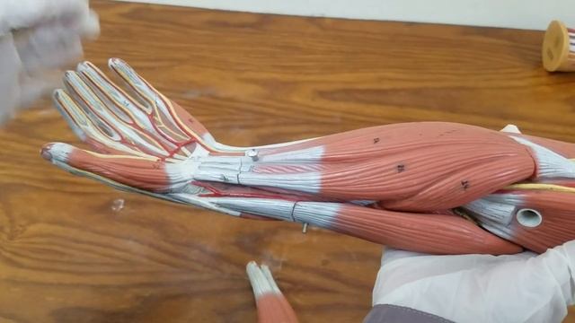 ANATOMY OSPE, UPPERLIMB MODEL смотреть онлайн