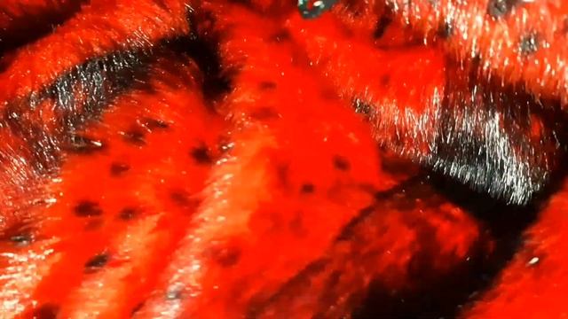 Красно-черный материал для пошива оригинальной шубы #style #материал #designer смотреть онлайн