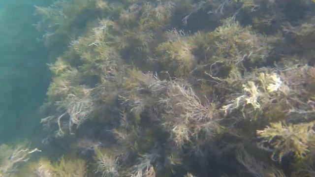 Погоня за рыбками, п. Агой. Подводное видео с экшн-камеры NOVELEKA NC2-90 PRO. смотреть онлайн