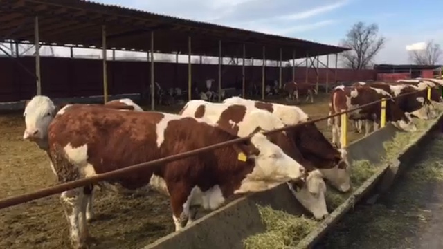 Современные фермы-продажа крс смотреть онлайн