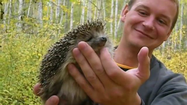 Дикий-ручной ёжик!!!.AVI смотреть онлайн