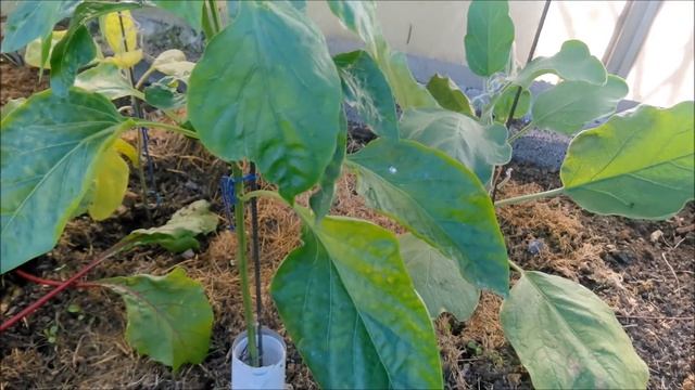 Очередная подкормка по листу перцев и баклажан+ борьба с вредителями. смотреть онлайн
