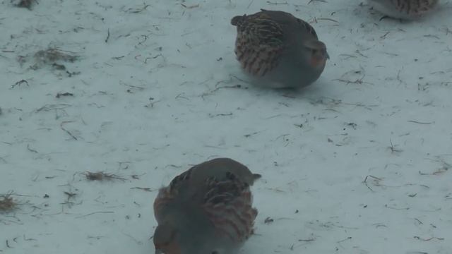 Teetar ||Gray partridge in snow|| Серая куропатка зимой || Keklik karda oynuyor #keklik#kabk смотреть онлайн