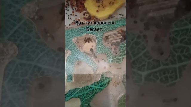 что то песня падшего не очень подходит, согласны? #roblox #tds #майнкрафт #майн смотреть онлайн