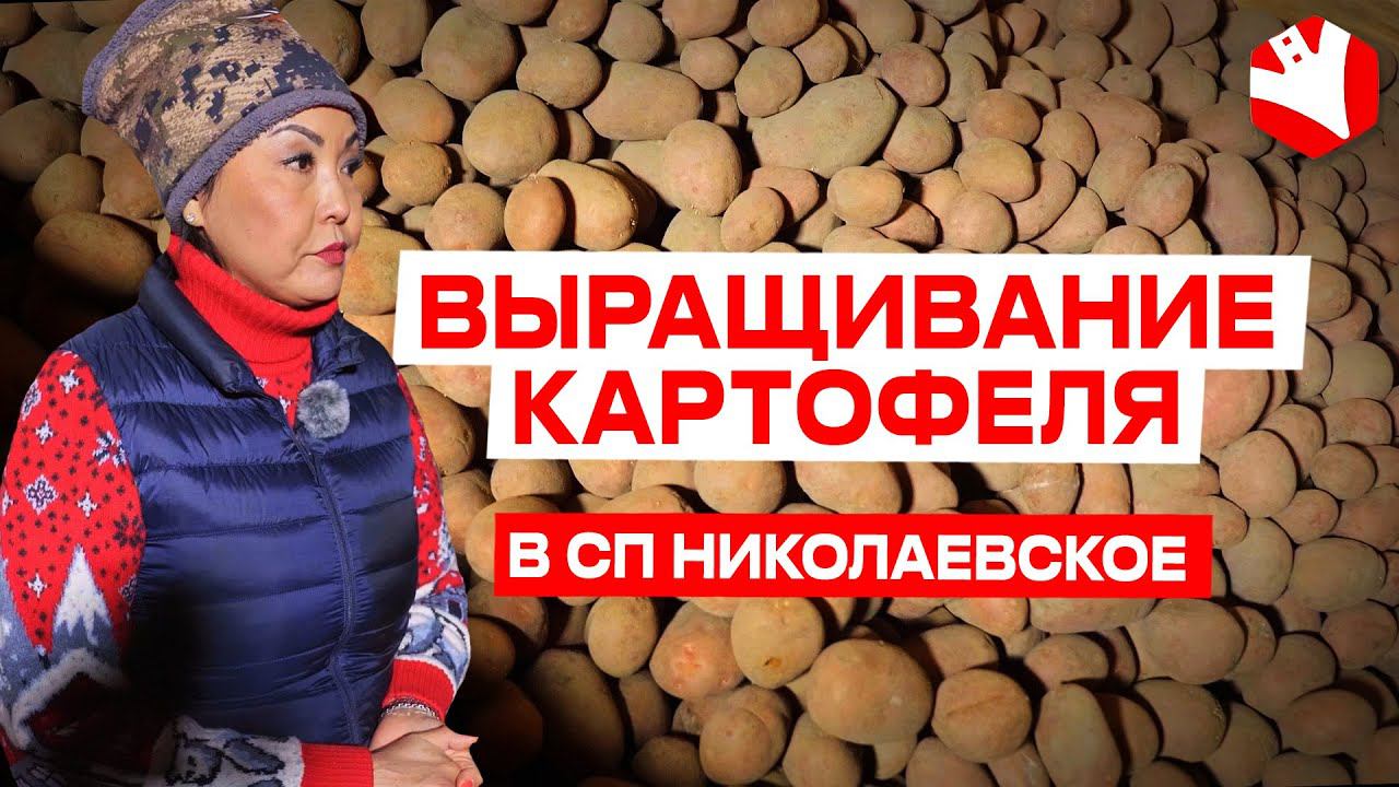 Выращивание картофеля. Агробизнес | КУЛЬТИВАТОР