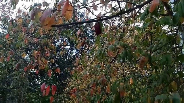 АСМР (видео для расслабления и погружения в сон). Стихи про осень?