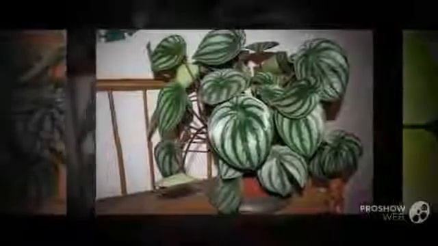 Цветы Пеперомия (Peperomia Flower)