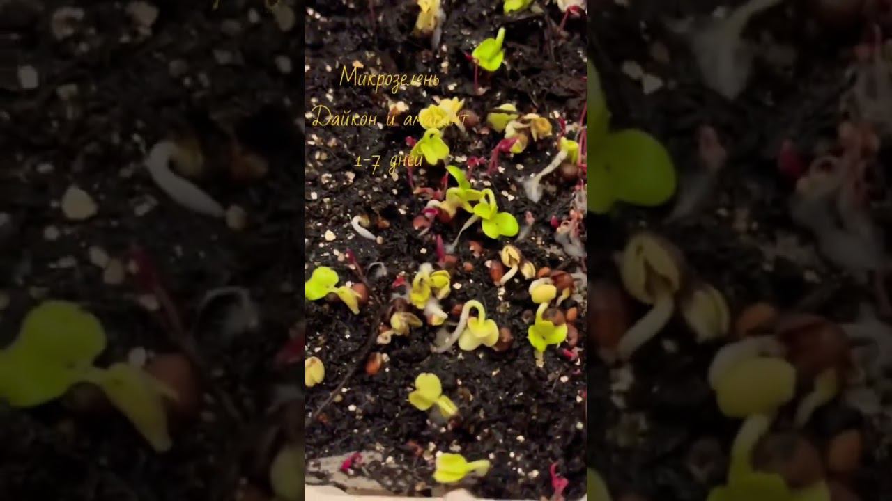 Микрозелень на подоконнике / готовый продукт через 7 дней / Дайкон и амарант смотреть онлайн