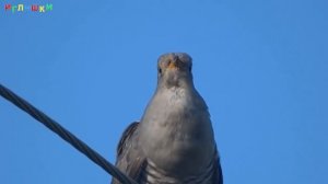 [ КАК ГОВОРЯТ ЖИВОТНЫЕ ] Развивающий МУЛЬТИК для ДЕТЕЙ. Звуки и голоса животных ОБУЧАЮЩЕЕ видео в H