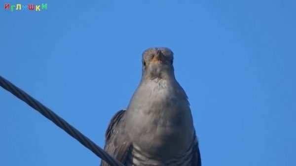 [ КАК ГОВОРЯТ ЖИВОТНЫЕ ] Развивающий МУЛЬТИК для ДЕТЕЙ. Звуки и голоса животных ОБУЧАЮЩЕЕ видео в H