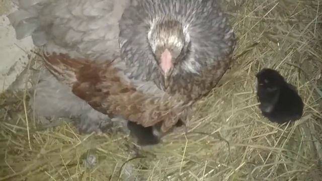 Квочка Брама с цыплятами Виандот Серебро смотреть онлайн