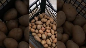 Семенной картофель «Радриго» и «Розара»