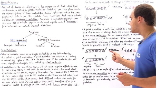 Point Mutations (Base-Pair Substitutions) смотреть онлайн