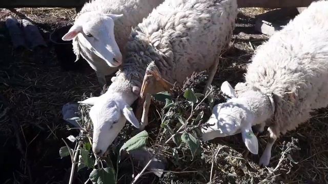 Катумские - Катадин??