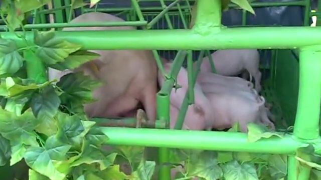 Кормление свиней смотреть онлайн