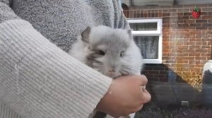 ДОМАШНИЕ ПИТОМЦЫ для детей ｜ Как выбрать питомца？