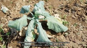 Меры борьбы с килой на капусте