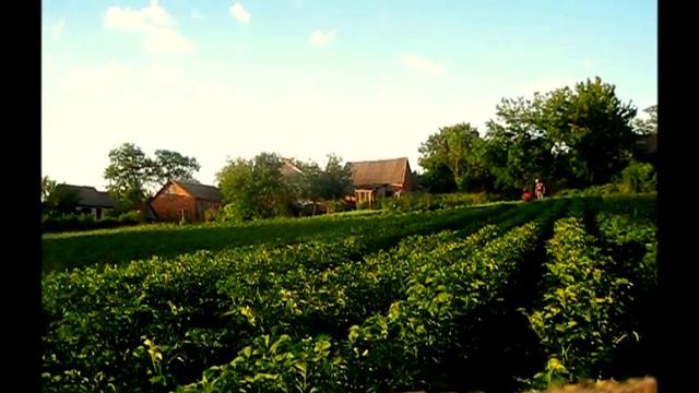 Мотоблок FORTE 1050G + окучник смотреть онлайн