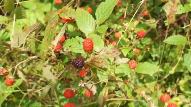 Mysterious Insects, Early Blackberries, and the Dogs Jump in the Creek смотреть онлайн