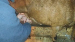 ЕСЛИ КОЗА БРЫКАЕТСЯ ВО ВРЕМЯ ДОЙКИ/ПРОСТОЙ АНТИБРЫК ДЛЯ КОЗЫ/ЛАЙФХАК