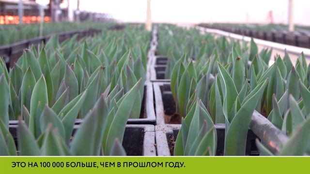 В "Тепличном" запахло весной: Стартовал прием предзаказов на тюльпаны к 8 Марта смотреть онлайн