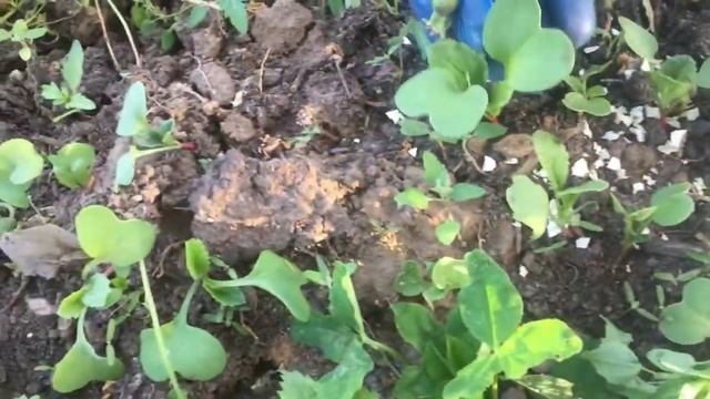 Как бороться со слизнями.Избавляем Редиску от слизней. смотреть онлайн