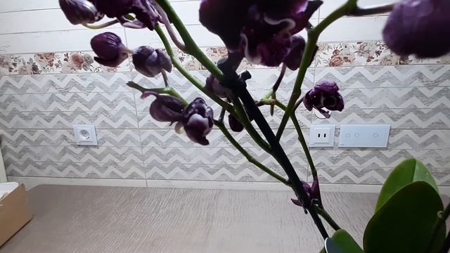 Получила свою орхидею- выигрыш. Распаковка посылки. смотреть онлайн