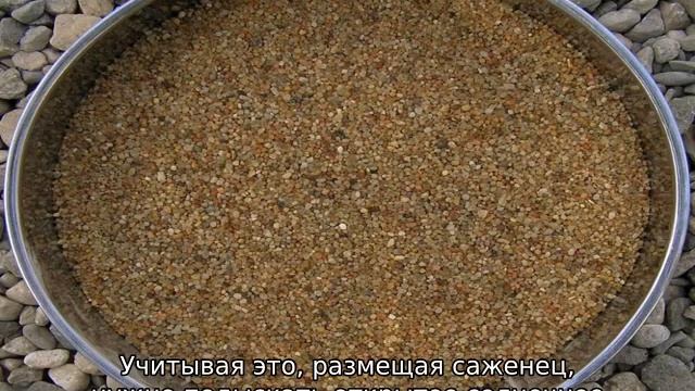 Абрикос Саратовский Рубин смотреть онлайн