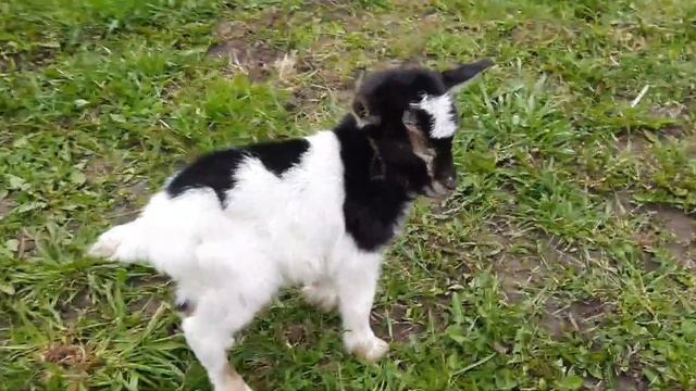 Коза дереза и ее козлята/камерунские козы/окот смотреть онлайн