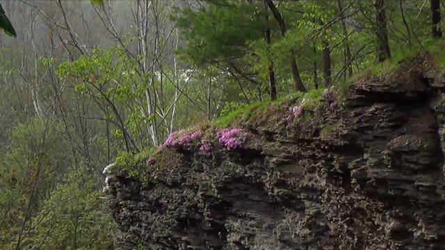 Glimpse of Nature: Blooming above Buttermilk Falls смотреть онлайн