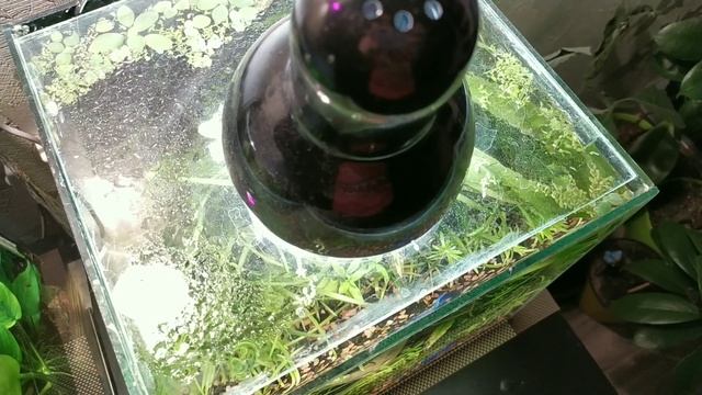 Что происходит в аквариуме на 20 и 35 литров. Жизнь в аквариуме смотреть онлайн