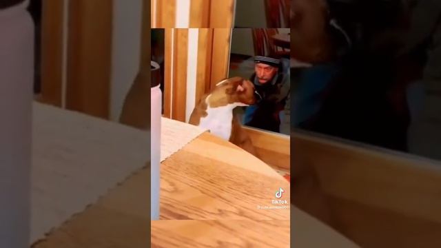 ха ха.mp4 смотреть онлайн