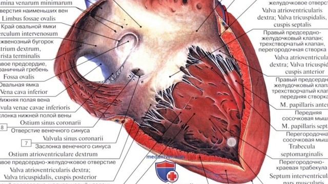 Анатомия сердца. Сердечно-сосудистая система для студентов смотреть онлайн