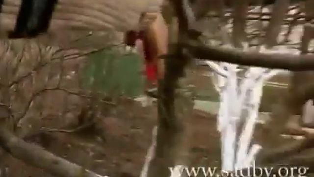 Груша: Правильная обрезка в саду || Обрезка деревьев своими руками Автор Николай Рабушко. © смотреть онлайн