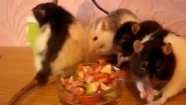 Питание крыс КРЫСЫ ДОМАШНИЕ Декоративная крыса ВИДЕО ПРО КРЫС @V.Viktoria смотреть онлайн