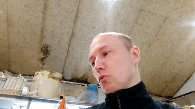 ГОЛУБОЕ ЯЙЦО/экоферма64/эксперимент/день второй/техасский перепел/ перепелиное инкубационное яйцо смотреть онлайн