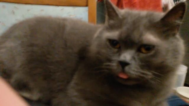 ПОИМЕЛ КОТА В ЗАДНИЙ ПРОХОД!) ЕМУ ХОРОШО... смотреть онлайн