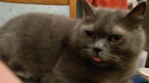 ПОИМЕЛ КОТА В ЗАДНИЙ ПРОХОД!) ЕМУ ХОРОШО...