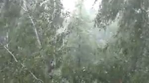 Ураган в Перми. Ветер гнет деревья.