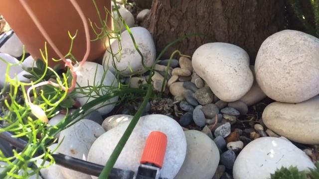 Обзор моих джунглей. Цветы в доме. смотреть онлайн