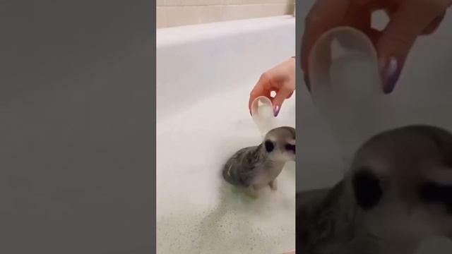 Желаю вам балдежного выходного, как у этого суриката ?