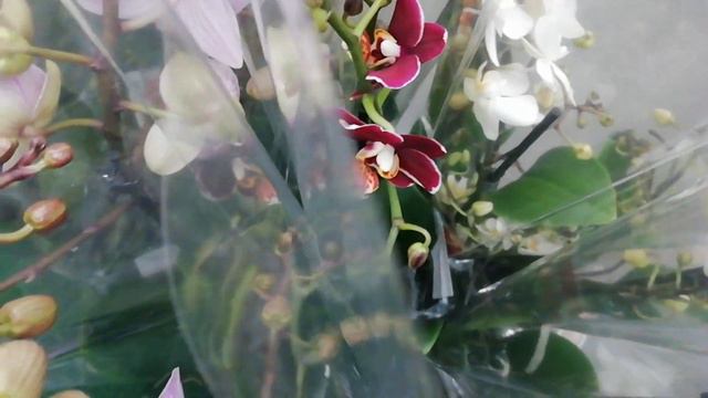 Свежие орхидеи в Леруа Мерлен. Биглипы, мультифлоры. смотреть онлайн