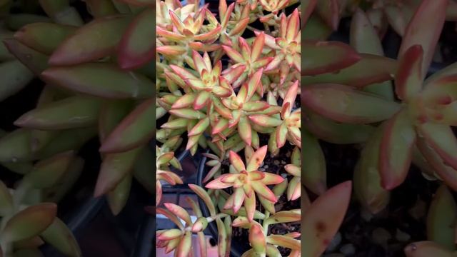 Sedum adolphii "Golden Glow Stonecrop" or "Firestorm" ??? смотреть онлайн