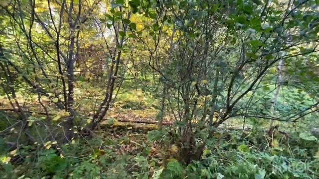 Продается дача в д.Покровка, СНТ "Дзержинец" смотреть онлайн