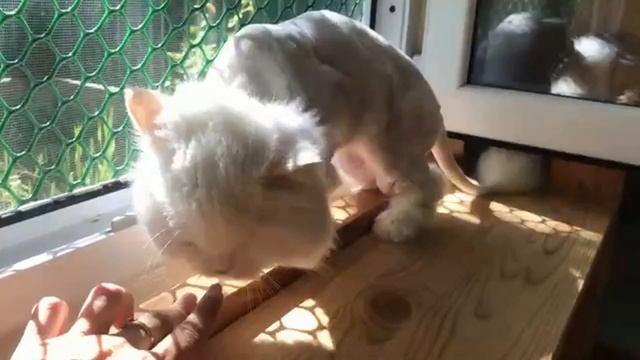 наши стригунки смотреть онлайн