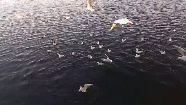 Кормление чаек на фрегате смотреть онлайн